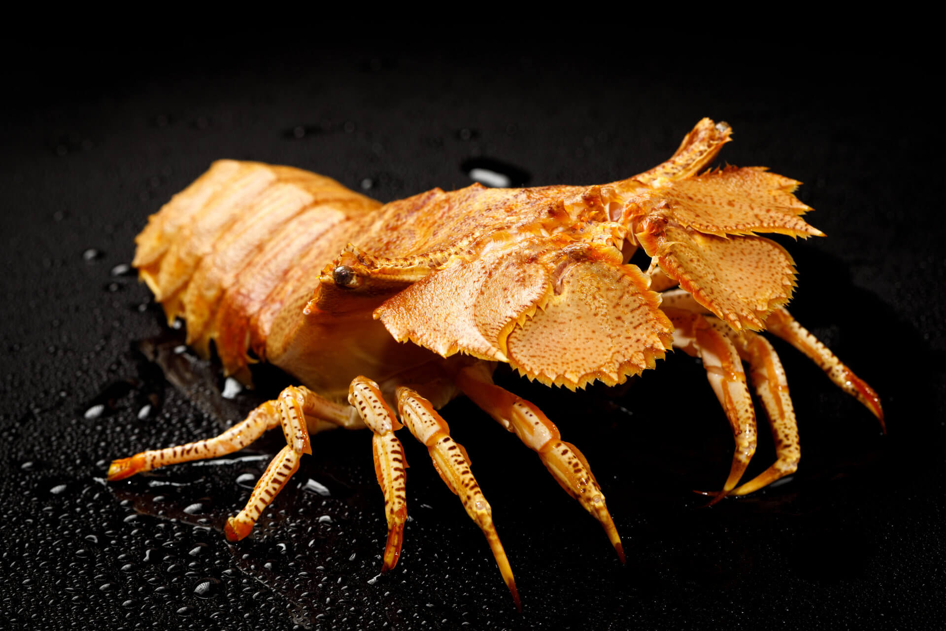 Thenus australiensis